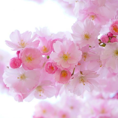 flowers, cherry blossom, branch